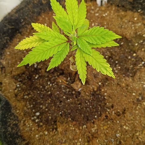Ana  growlog timeline photo
