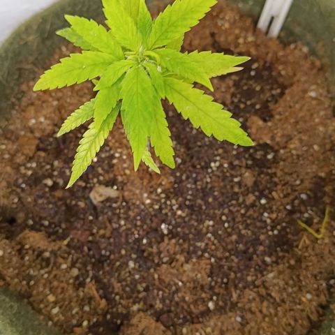 Elle growlog timeline photo