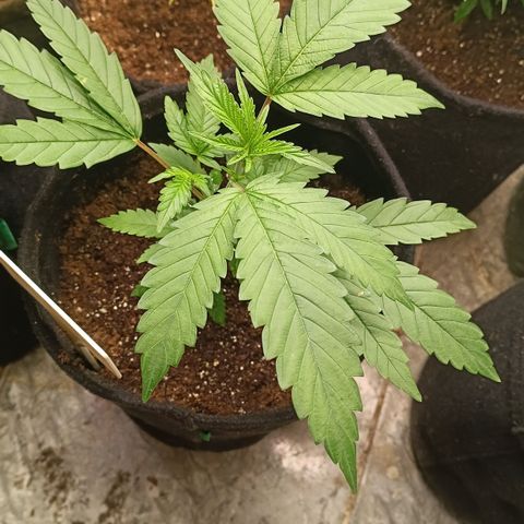 Bob growlog timeline photo