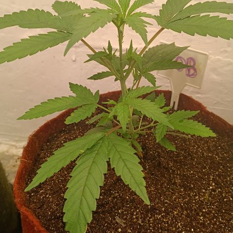 Bob growlog timeline photo
