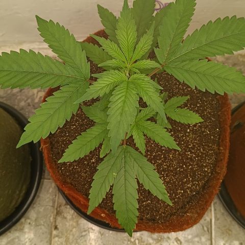 Bob growlog timeline photo