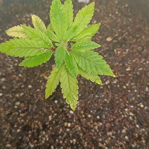 Ana  growlog timeline photo