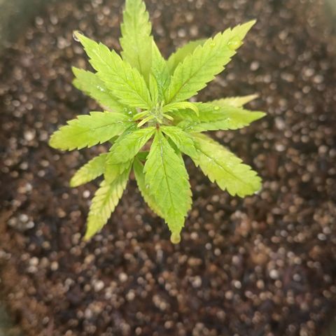 Elle growlog timeline photo