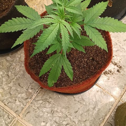 Bob growlog timeline photo