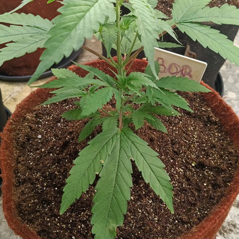 Bob growlog timeline photo