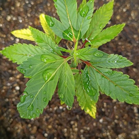 Ana  growlog timeline photo