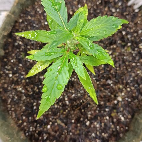 Elle growlog timeline photo