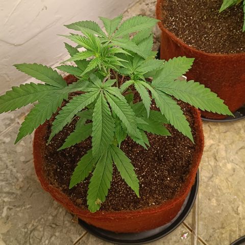 Bob growlog timeline photo