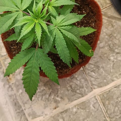 Bob growlog timeline photo