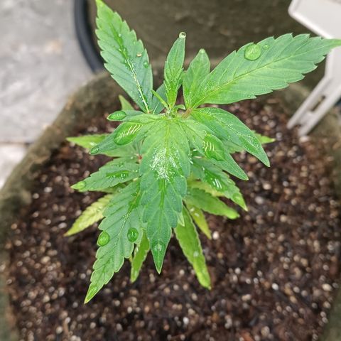 Elle growlog timeline photo