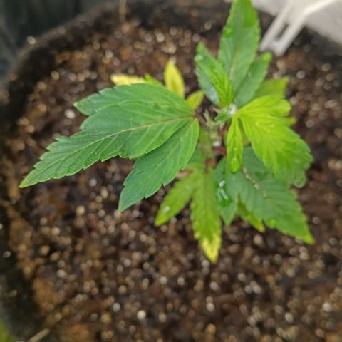 Ana  growlog timeline photo