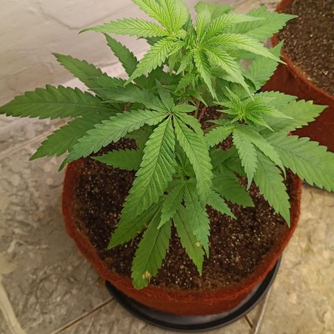 Bob growlog timeline photo