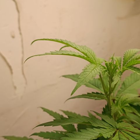 Bob growlog timeline photo