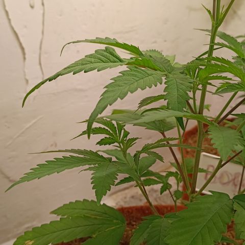 Bob growlog timeline photo