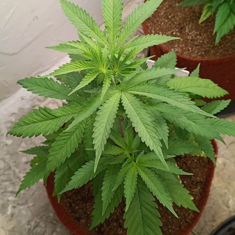 Bob growlog timeline photo