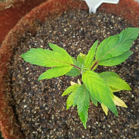 Ana  growlog timeline photo
