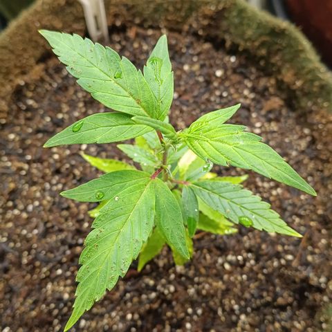 Elle growlog timeline photo