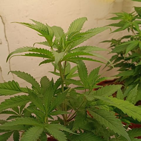 Bob growlog timeline photo