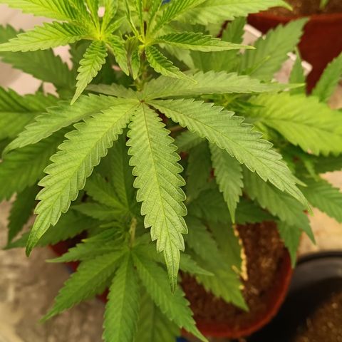 Bob growlog timeline photo
