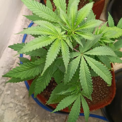 Bob growlog timeline photo