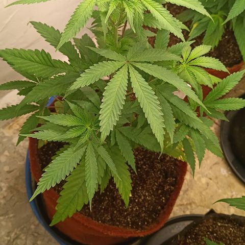 Bob growlog timeline photo