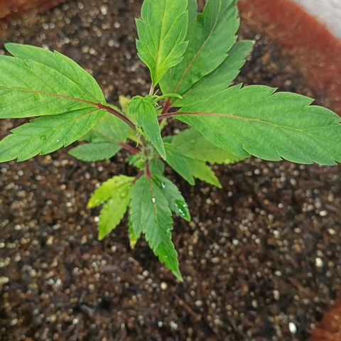 Ana  growlog timeline photo