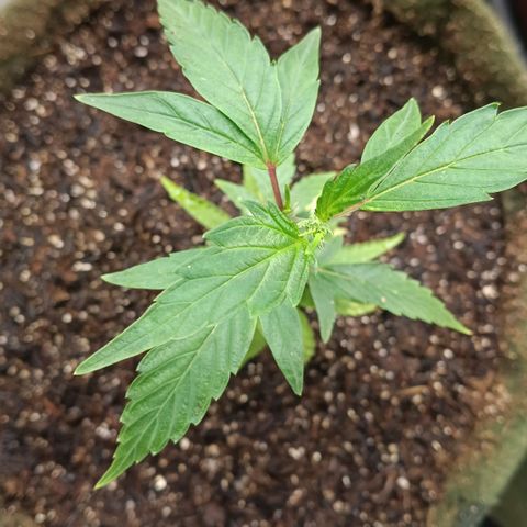 Elle growlog timeline photo