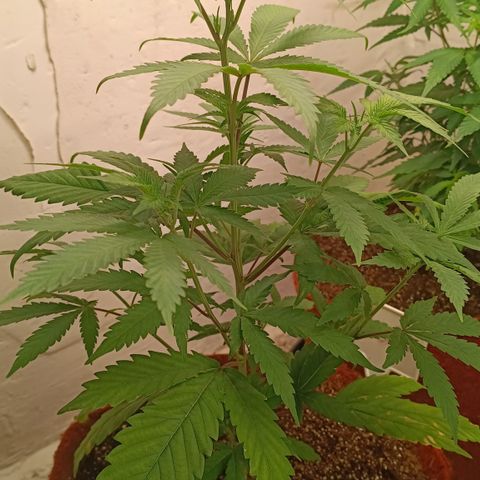 Bob growlog timeline photo