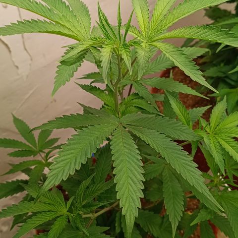 Bob growlog timeline photo