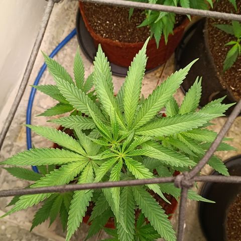 Bob growlog timeline photo