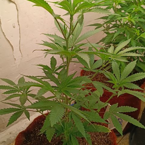 Bob growlog timeline photo