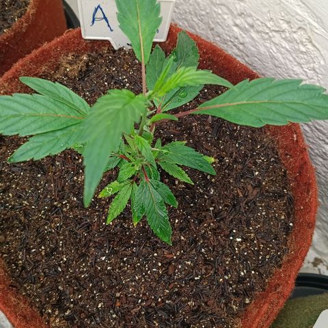 Ana  growlog timeline photo