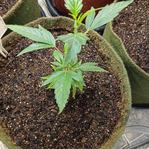 Elle growlog timeline photo