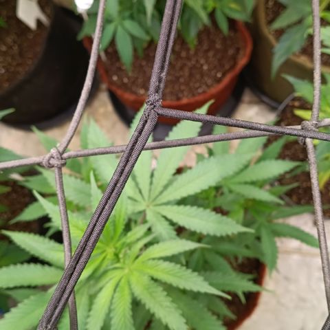 Bob growlog timeline photo