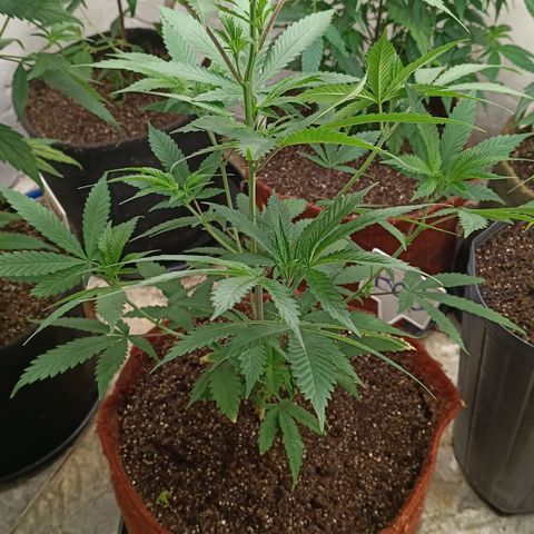 Bob growlog timeline photo