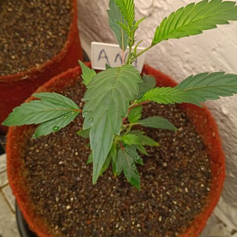 Ana  growlog timeline photo