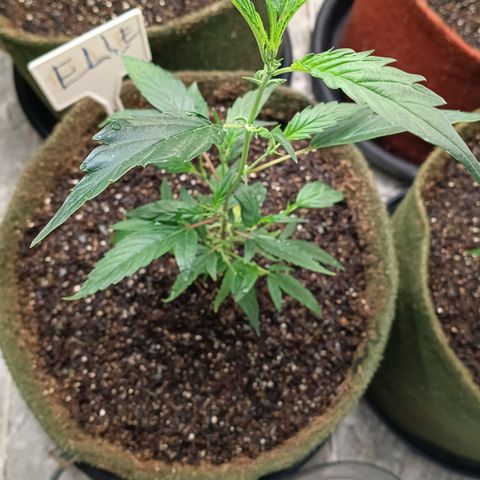 Elle growlog timeline photo