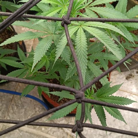 Bob growlog timeline photo