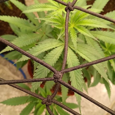 Bob growlog timeline photo