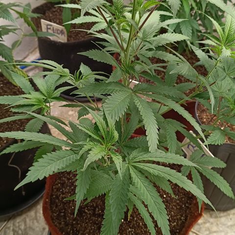 Bob growlog timeline photo
