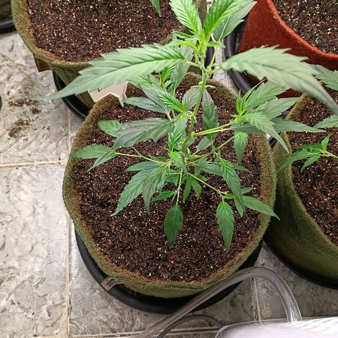 Elle growlog timeline photo