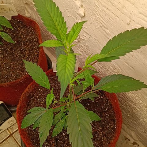 Ana  growlog timeline photo