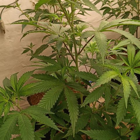 Bob growlog timeline photo