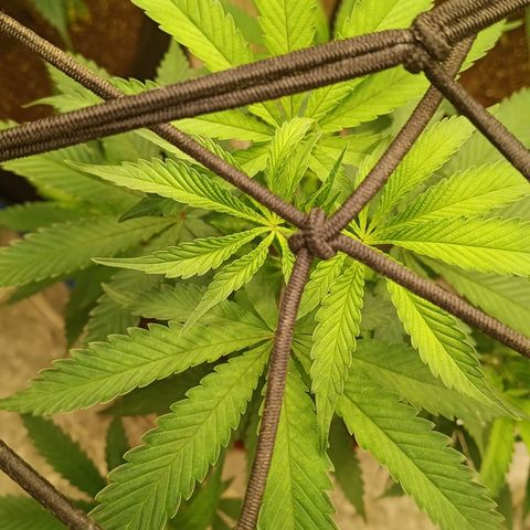 Bob growlog timeline photo