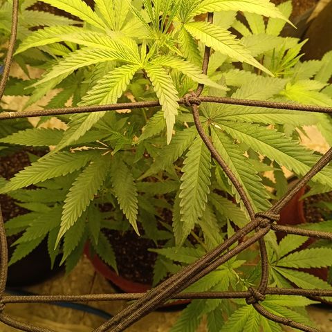 Bob growlog timeline photo