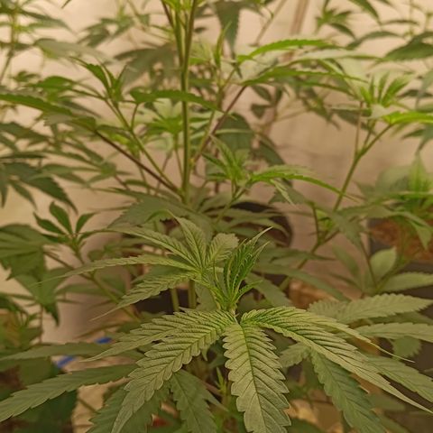Bob growlog timeline photo