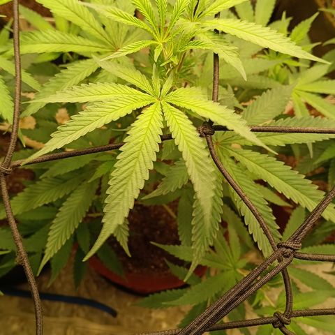 Bob growlog timeline photo