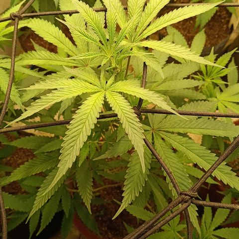Bob growlog timeline photo