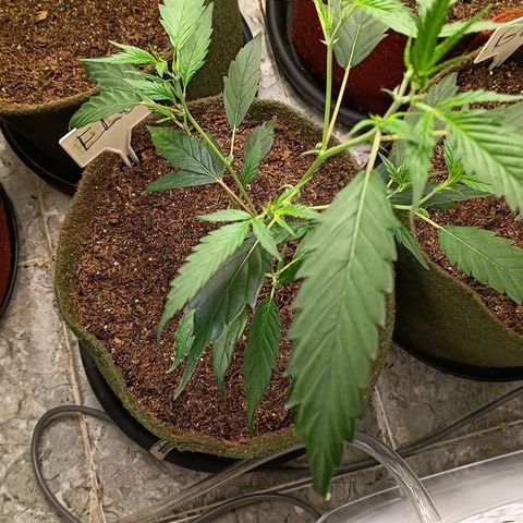 Elle growlog timeline photo