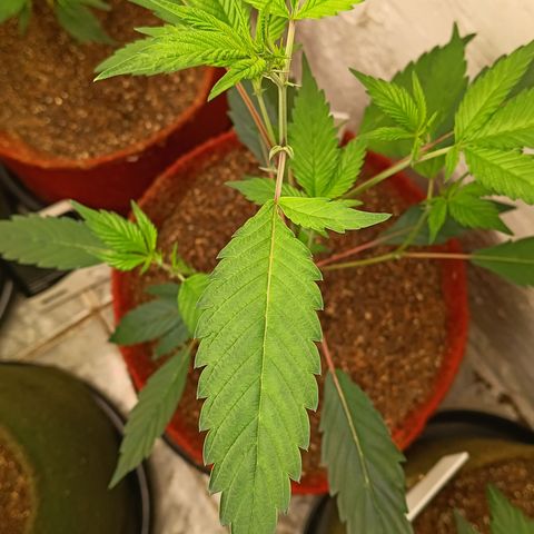Ana  growlog timeline photo